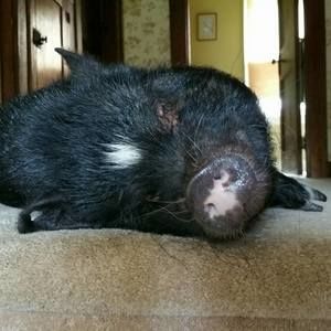 Meet your Posher, Aimee